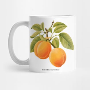 Botanical illustration of Apricot (Prunus armeniaca) Mug